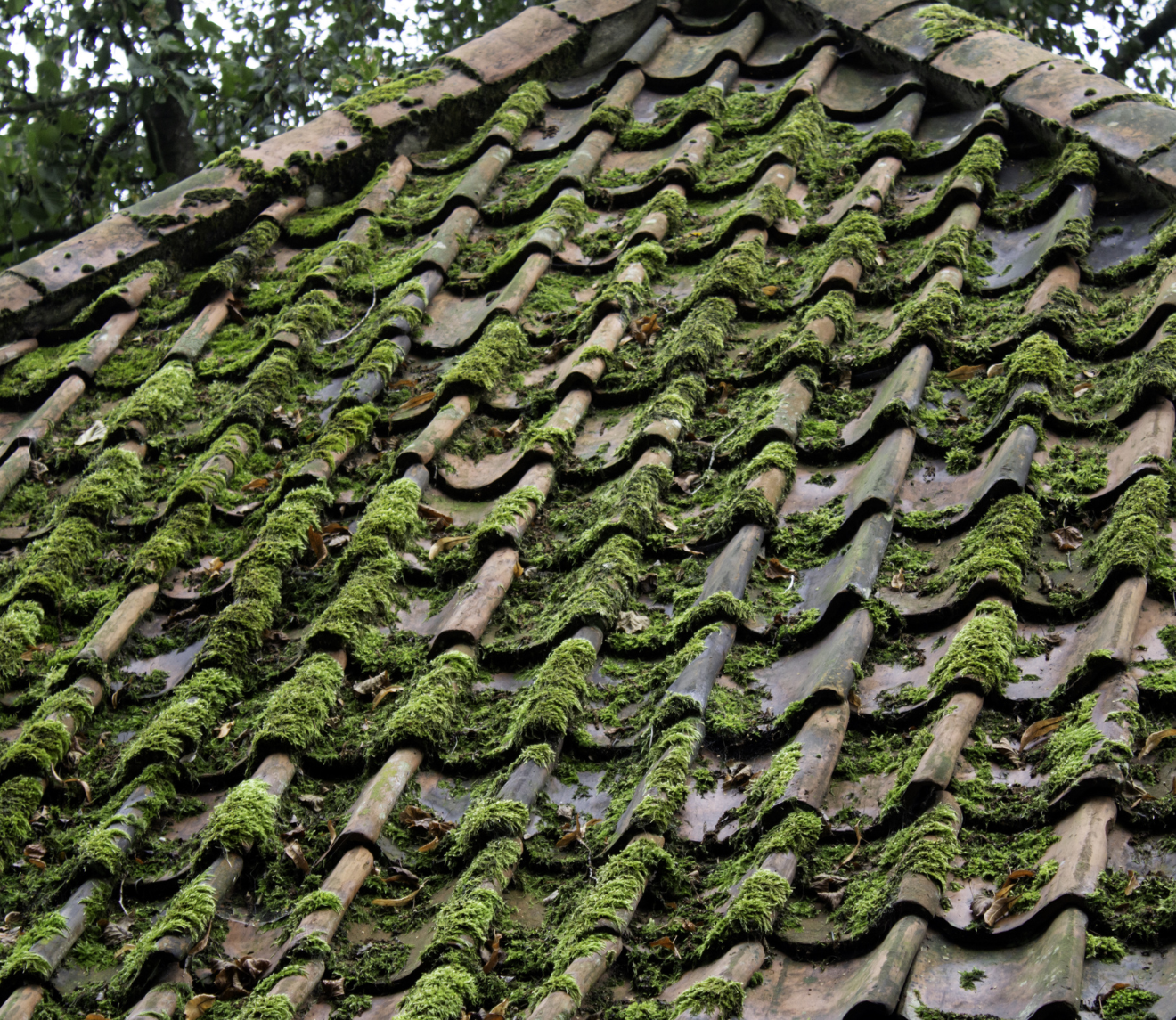 Traitement de toiture - French Habitat