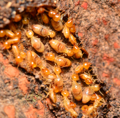 Les insectes Xylophages - French Habitat