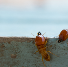 Les insectes Xylophages - Les termites - French Habitat