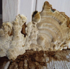 Recontact - Le polypore des caves - French Habitat