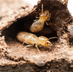 Les insectes Xylophages - French Habitat