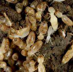 Les insectes Xylophages - Les termites - French Habitat