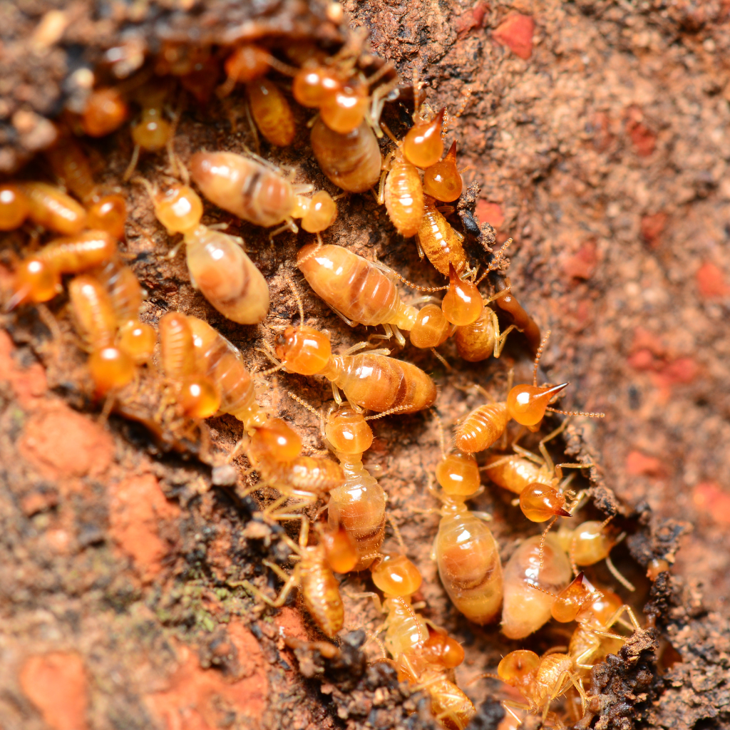 Signes d'une Infestation par les Insectes Xylophages - French Habitat